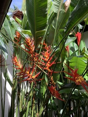 Heliconiaceae