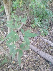 Pithecellobium lanceolatum