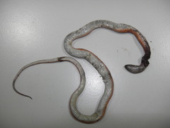 Pseudoboa neuwiedii