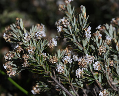Acrothamnus montanus
