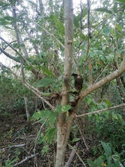 Pithecellobium lanceolatum