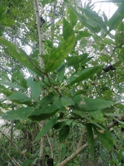 Pithecellobium lanceolatum