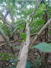 Crescentia cujete