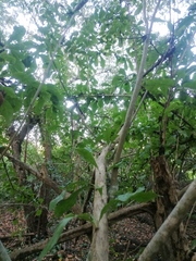 Crescentia cujete