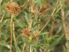 Grindelia chiloensis