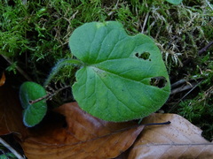 Doronicum pardalianches