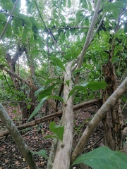 Crescentia cujete