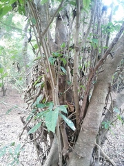 Bravaisia integerrima