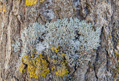 Physconia distorta