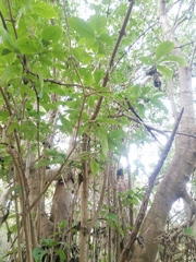 Bravaisia integerrima