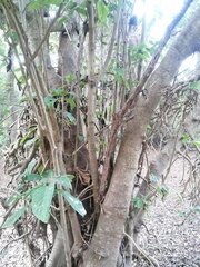 Bravaisia integerrima