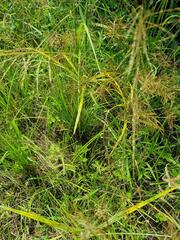 Cyperus keniensis