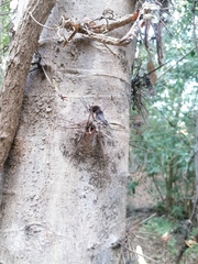 Xylosma flexuosa