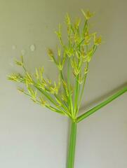 Cyperus sphaerospermus