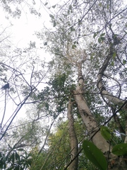 Xylosma flexuosa