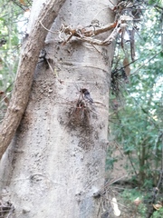 Xylosma flexuosa