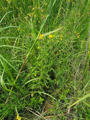 Nidorella auriculata