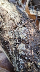 Botryobasidium