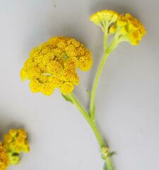 Nidorella auriculata