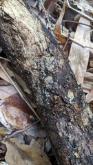 Botryobasidium