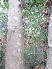 Xylosma flexuosa