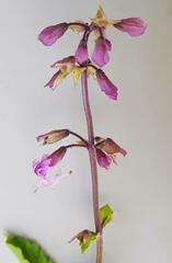 Orthosiphon suffrutescens