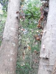 Xylosma flexuosa