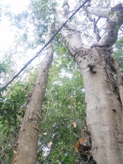 Xylosma flexuosa