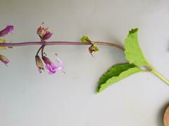Orthosiphon suffrutescens
