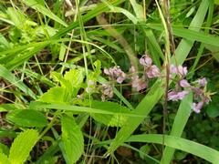 Orthosiphon suffrutescens
