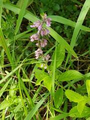 Orthosiphon suffrutescens