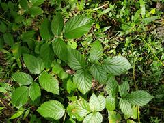 Rubus apetalus