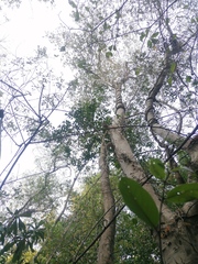 Xylosma flexuosa