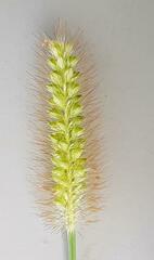 Setaria sphacelata torta