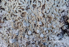 Physconia distorta
