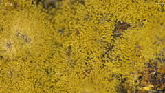 Botryobasidium