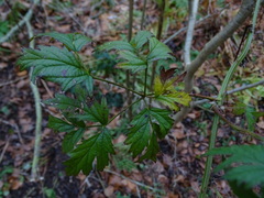 Rubus laciniatus