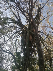 Tillandsia huamelulaensis