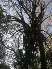 Tillandsia huamelulaensis