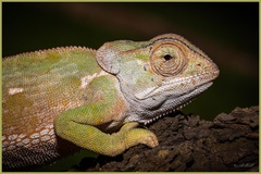 Chamaeleo dilepis
