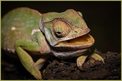 Chamaeleo dilepis