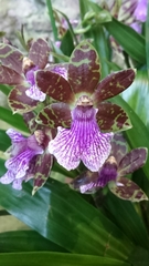 Zygopetalum