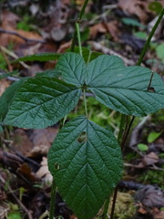 Rubus hirtus