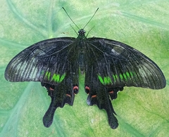 Papilio bianor