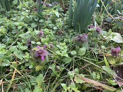 Lamium purpureum
