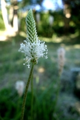 Plantago media