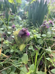 Lamium purpureum