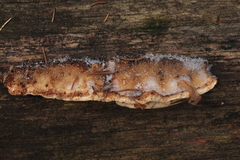 Dichomitus squalens