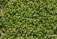 Scleranthus biflorus