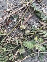 Tribulus taiwanense